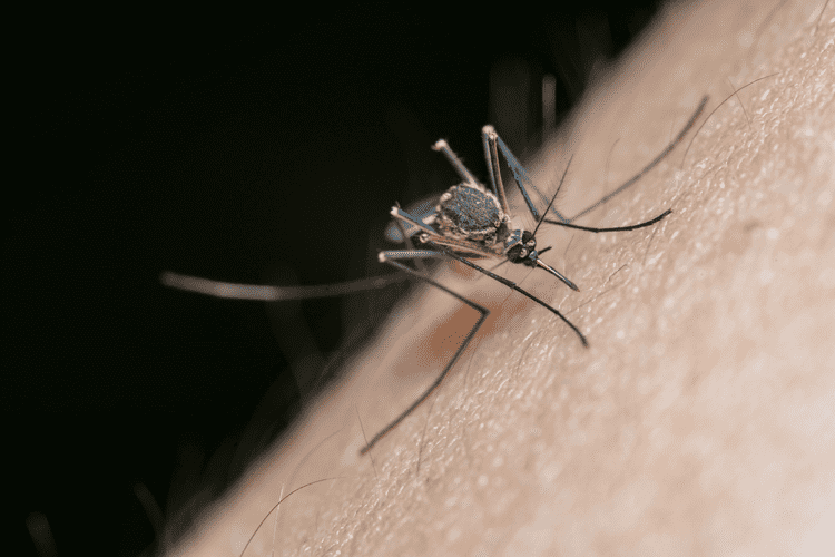 Mosquito Control image