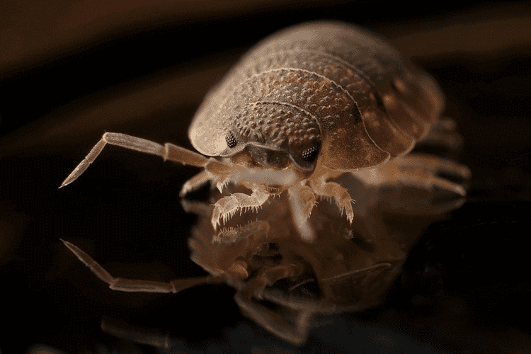 Bed Bugs Control Treatment image