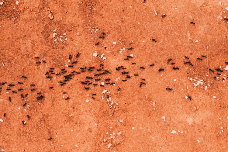 Ant Control image